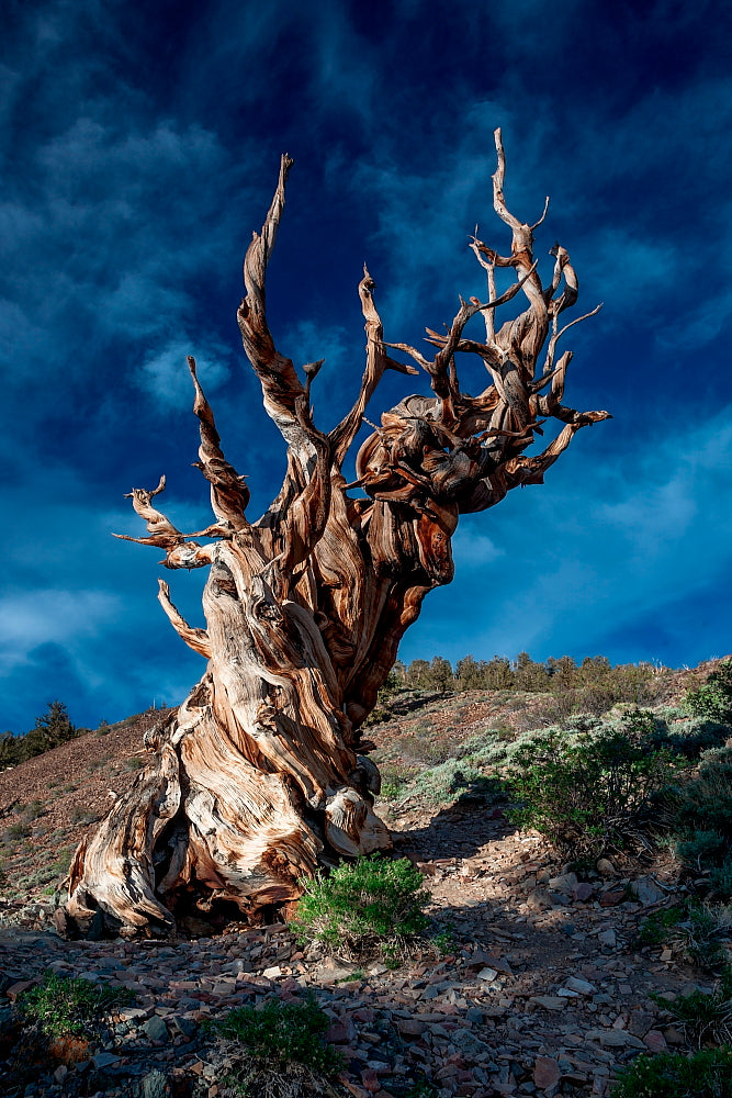 Time Guardian 8.5x11 Mat Print