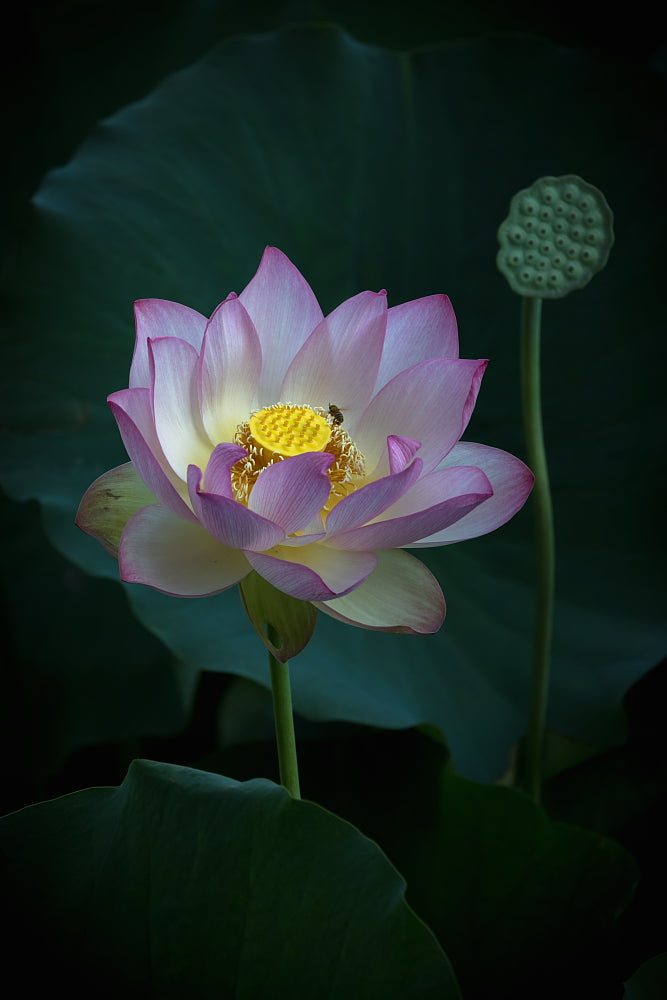 Lotus 8.5 x 11 Mat Print