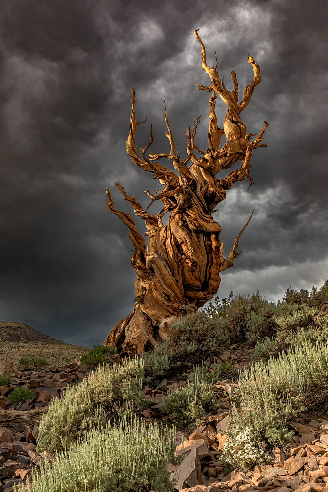 Ancient Storm - 8.5 X 11 Mat Print