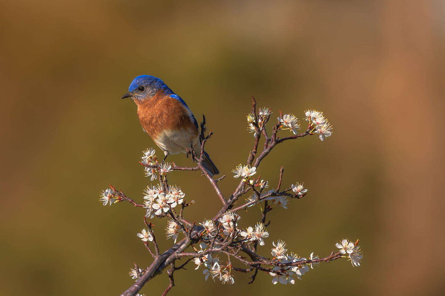Bluebird Blooms 12 X 18 Metal Print