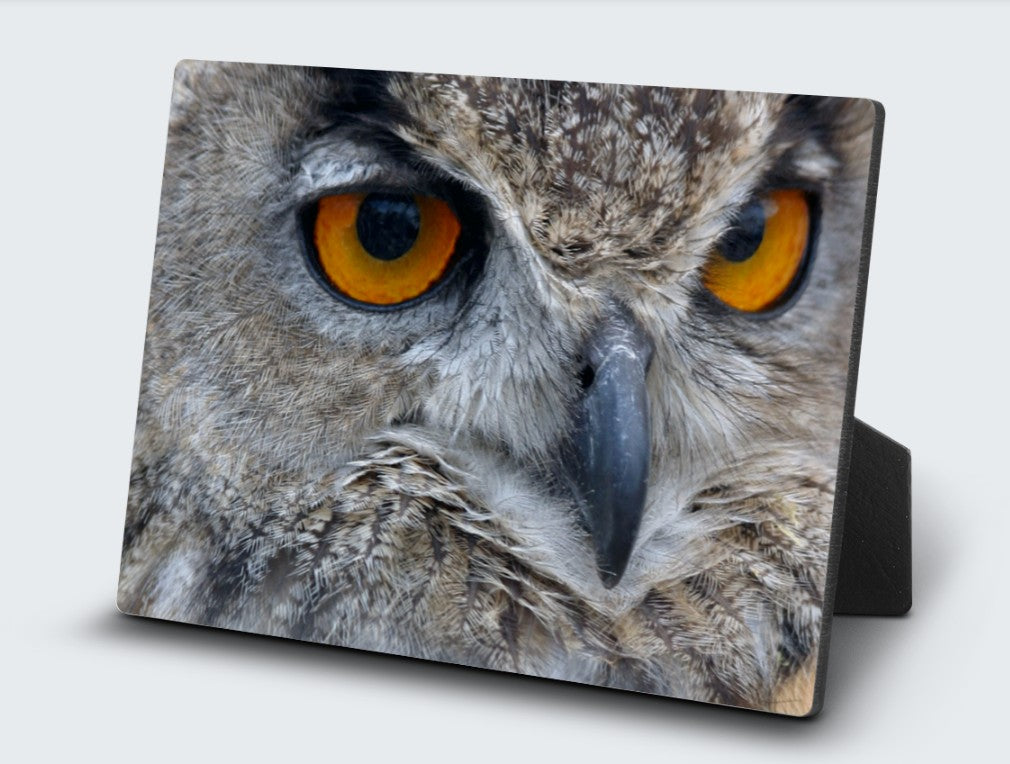 5X7 Desk Plq-Eurasian Eagle Owl