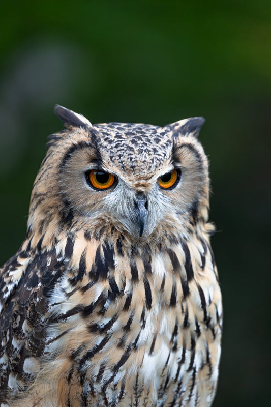Eagle Eye 12 X 18 Metal Print
