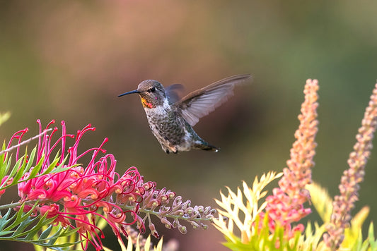 Garden Jewel - 12 X 18 Metal Print