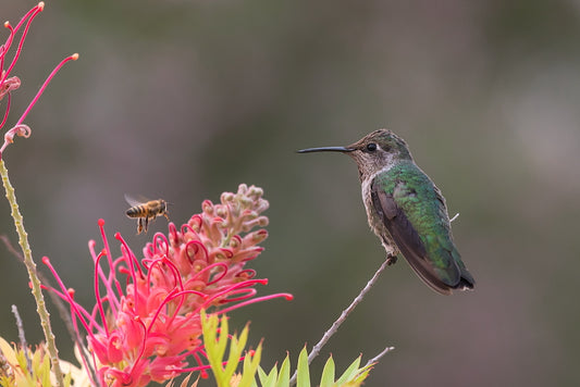 Pollinators