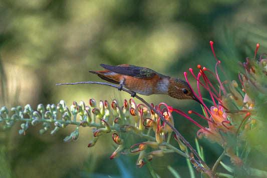 Rufous 12 X 18 Metal Print