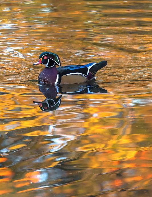 On Golden Pond 12 X 18 Metal Print