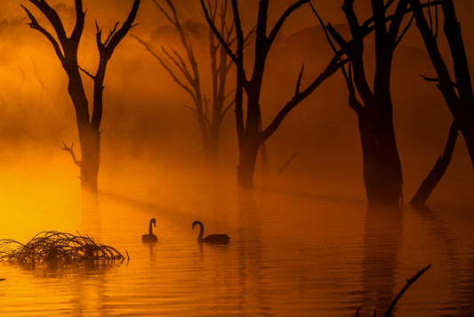 Swan Lake 11x17 Matt Print
