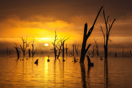 Ghost Gums 13X19 Double Matt Print