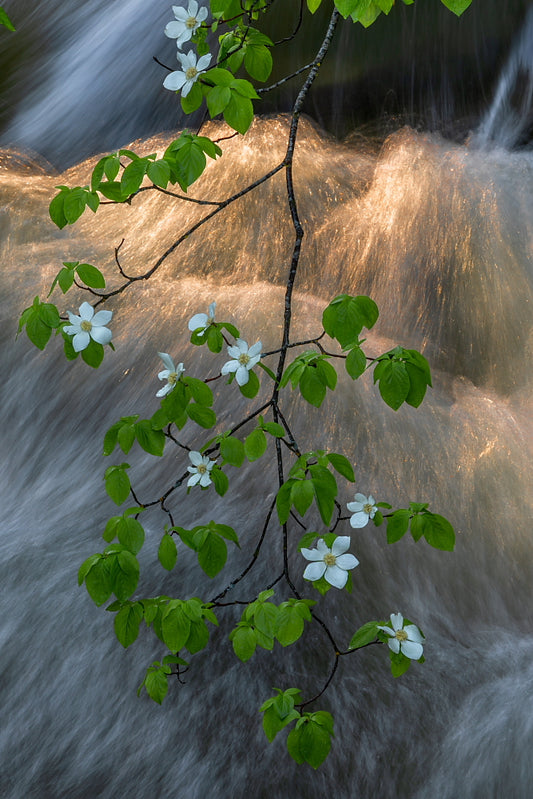 Dogwood Cascade 13X19 Matt Print