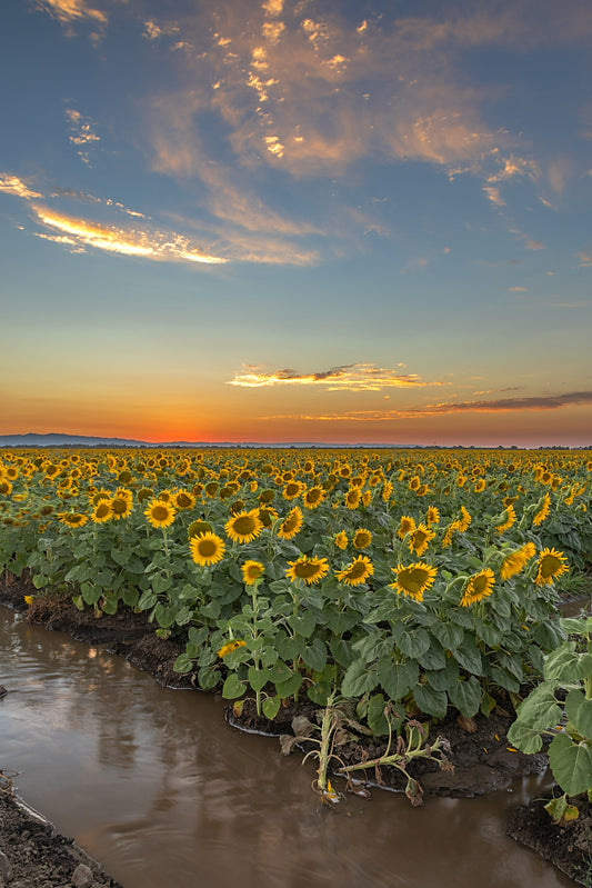 Sunflower Sunset, 13X19 Matt Print