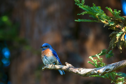 Bluebird, 8.5x11 Mat Print