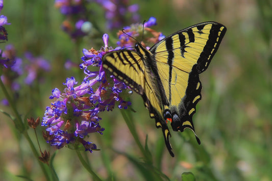 Swallowtail 8.5x11 Mat Print