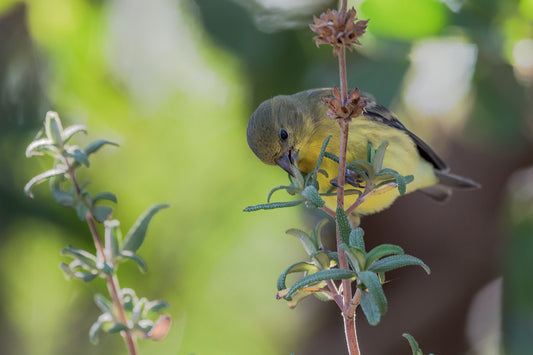 Finch Feed 8.5x11 Mat Print