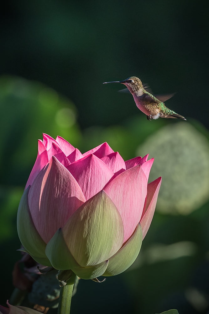 Hovering Lotus 8.5x11 Mat Print