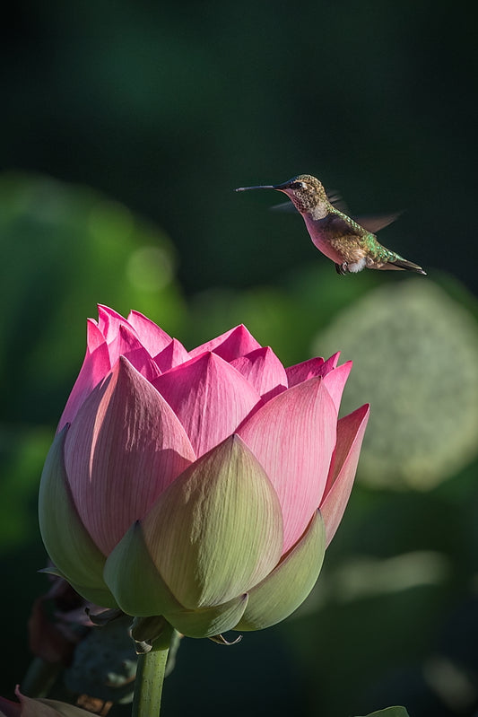 Hovering Lotus 8.5x11 Mat Print