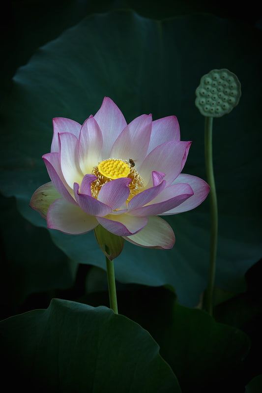 Lotus 8.5 x 11 Mat Print