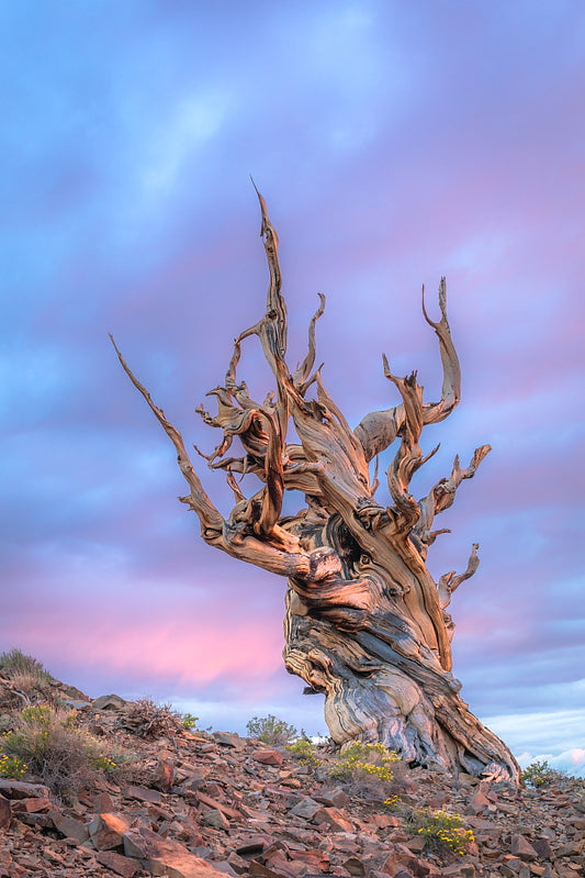 Bristlecone 20 X 30 Metal Print