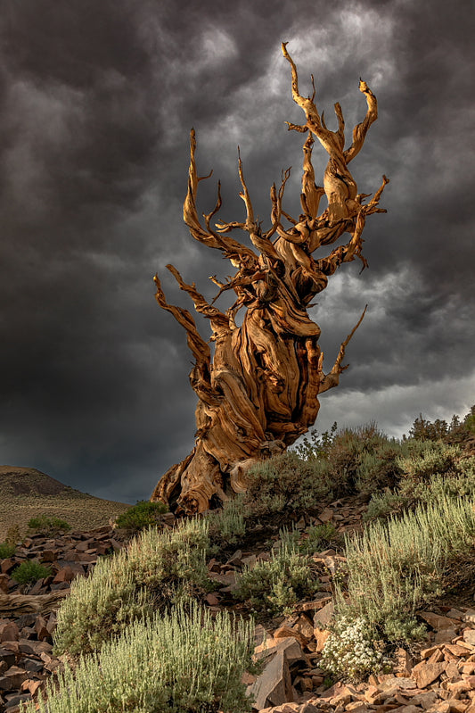 Ancient Storm - 8.5 X 11 Mat Print