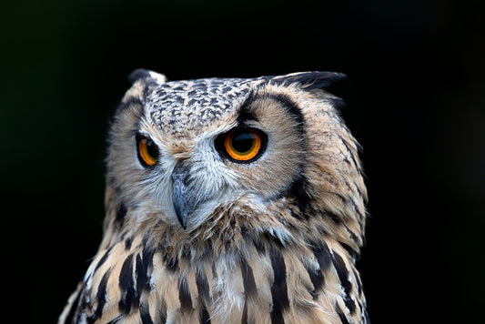 Eagle Owl 8.5 X 11 Mat Print