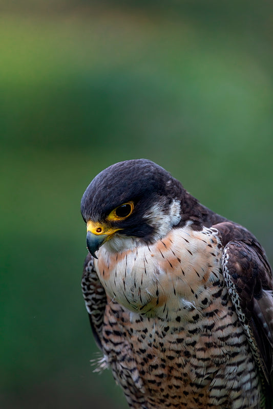 Peregrine - 8.5 X 11 Mat Print