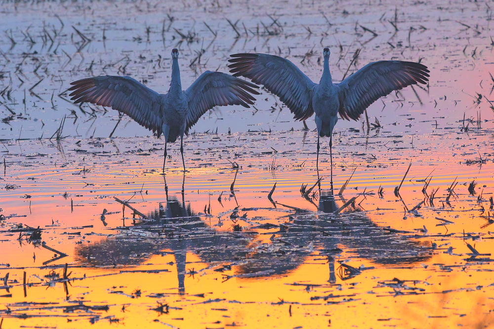 Crane Choreography 8.5 X 11 Mat Print