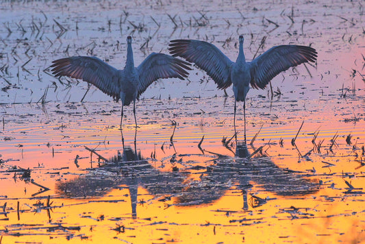 Crane Choreography 8.5 X 11 Mat Print