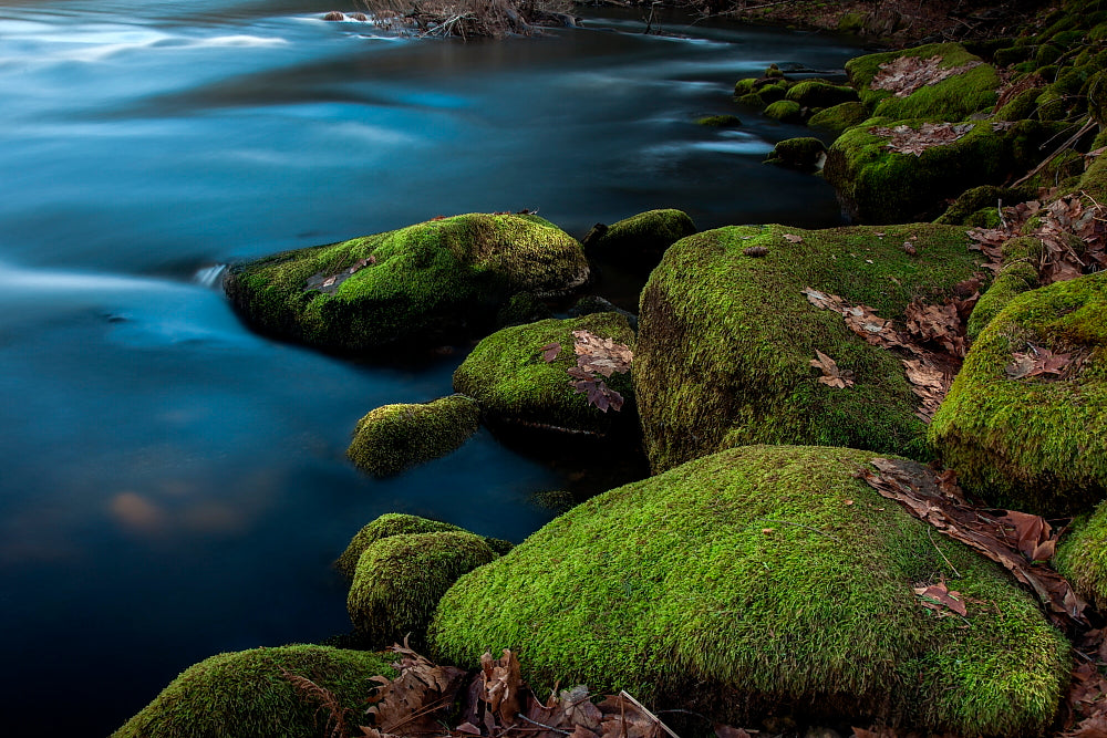 Mossy Merced - 13 X 19 Mat Print