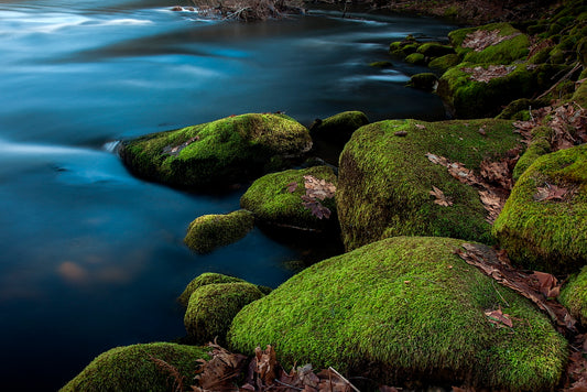 Mossy Merced - 13 X 19 Mat Print