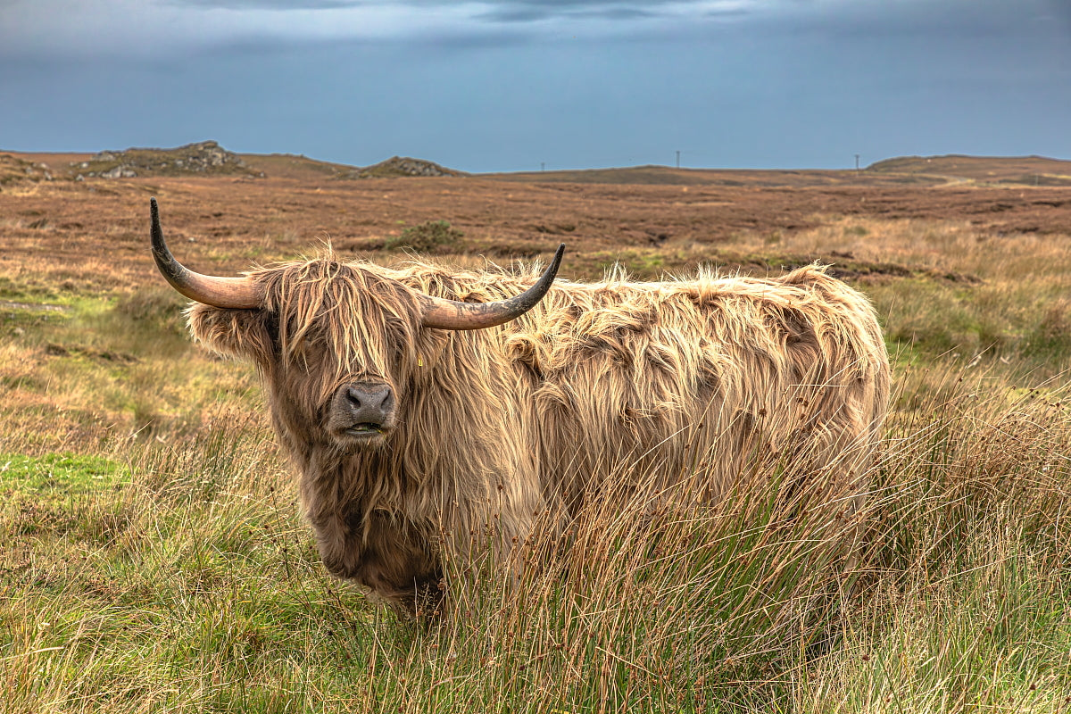Highlander 12 X 18 Metal Print
