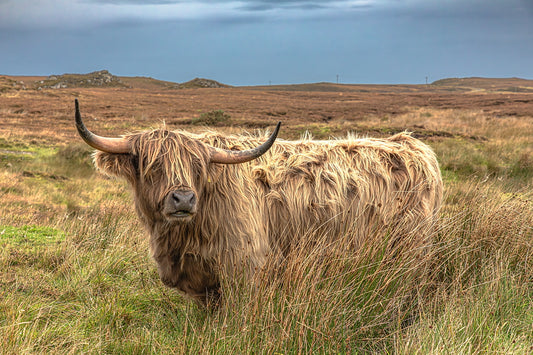 Highlander 12 X 18 Metal Print