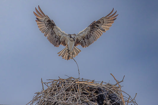 Osprey Angel 16 X 24 Metal Print