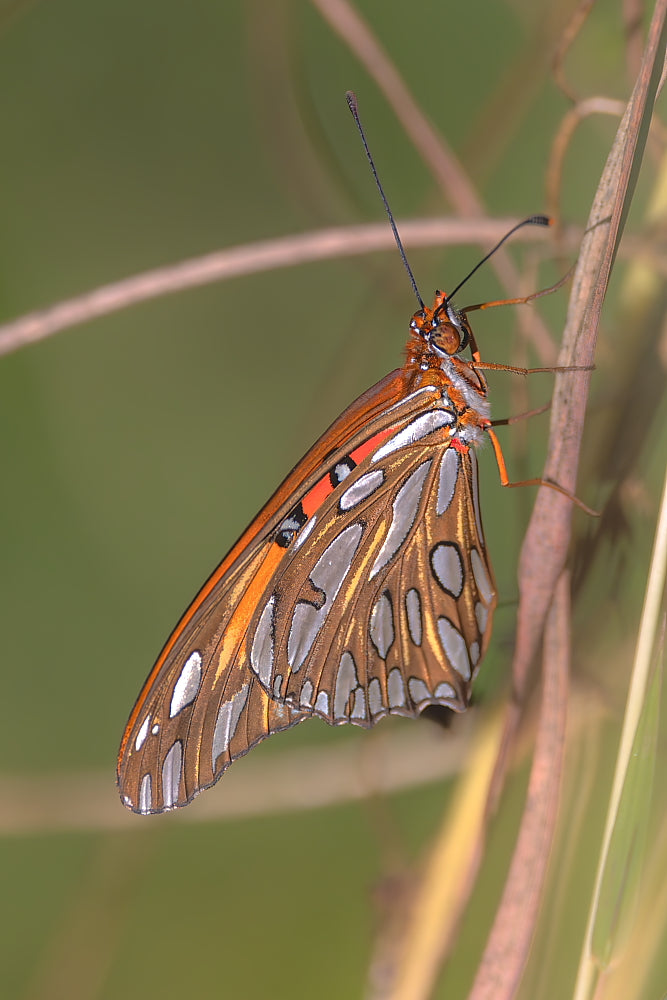 Fritillary 8.5 X 11 Mat Print