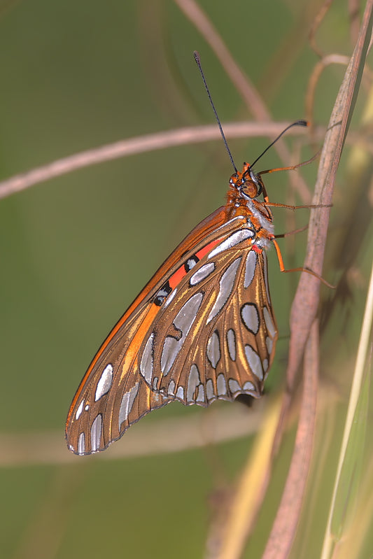 Fritillary 8.5 X 11 Mat Print
