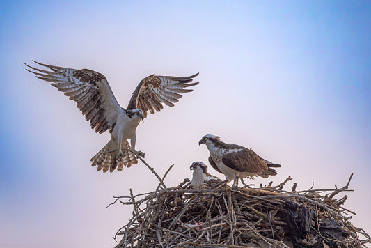 Osprey Family 8.5 X 11 Mat Print
