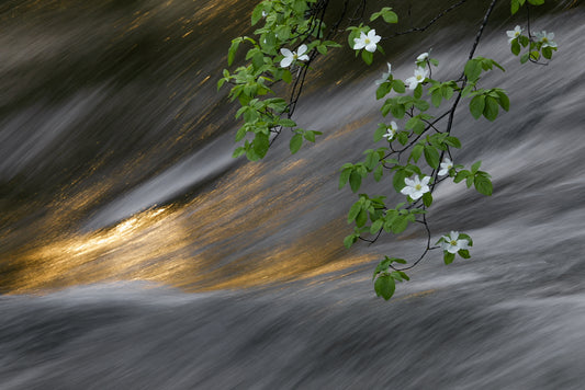 Dogwood Delight 8.5 X 11 Mat Print