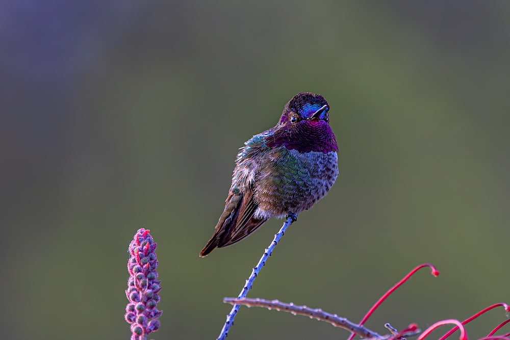 Blue Anna's 12 X 18 Metal Print