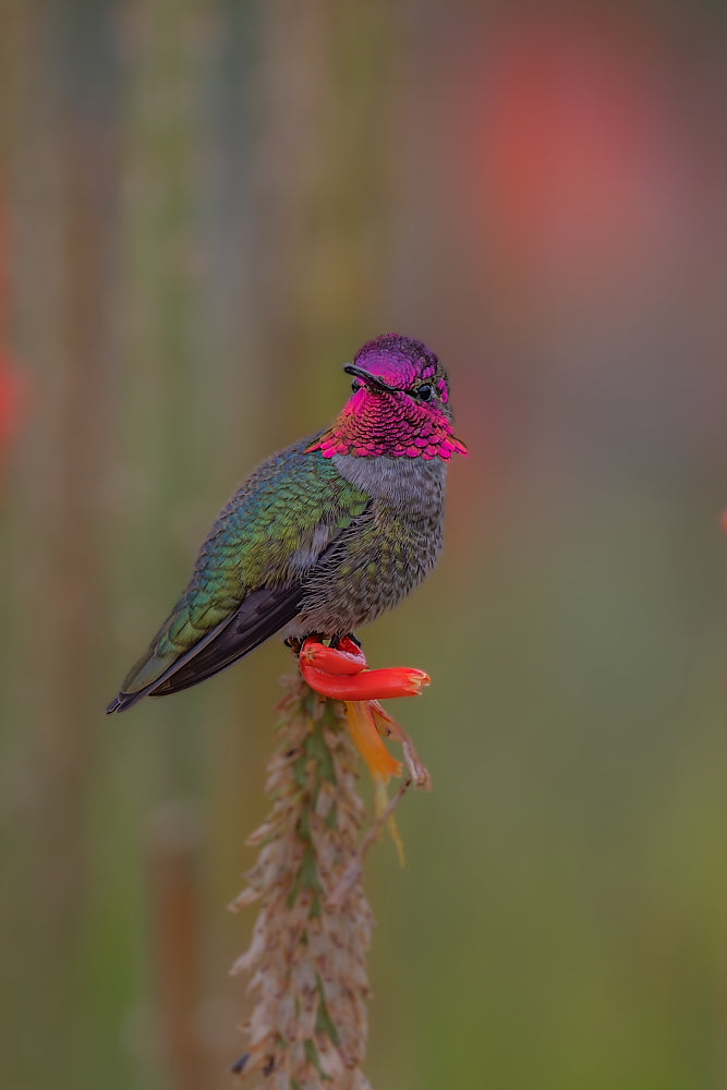 Red Hot Hummer 8.5 X 11 Mat Print