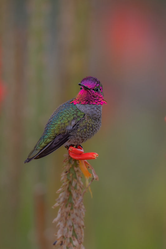 Red Hot Hummer 8.5 X 11 Mat Print