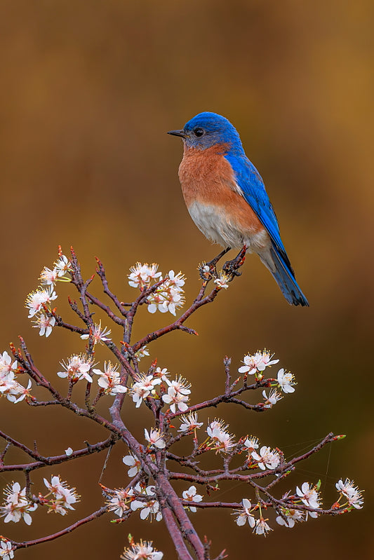 Blue Blossom 12 X 18 Metal Print