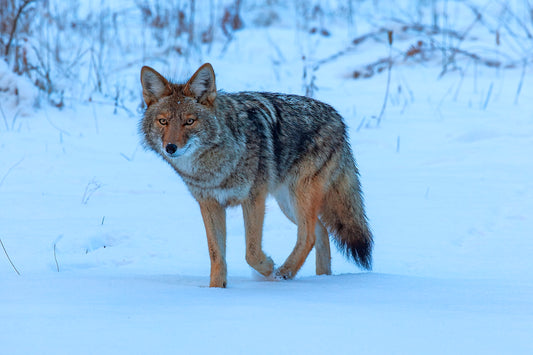Winter Hunt 8.5 X 11 Mat Print