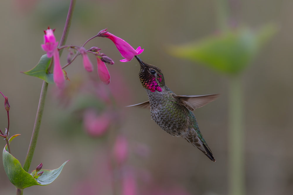 Taste of Nectar 8.5 X 11 Mat Print