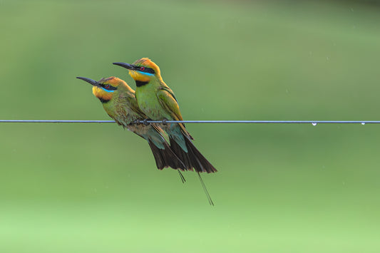 Bee-eaters 8.5 X 11 Mat Print