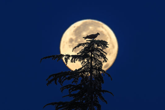 Osprey Moon 8.5 X 11 Mat Print