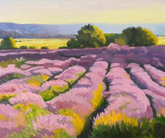 A Lavendar Morning