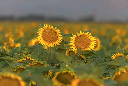 Sunflowers 16 X 26 Metal Print