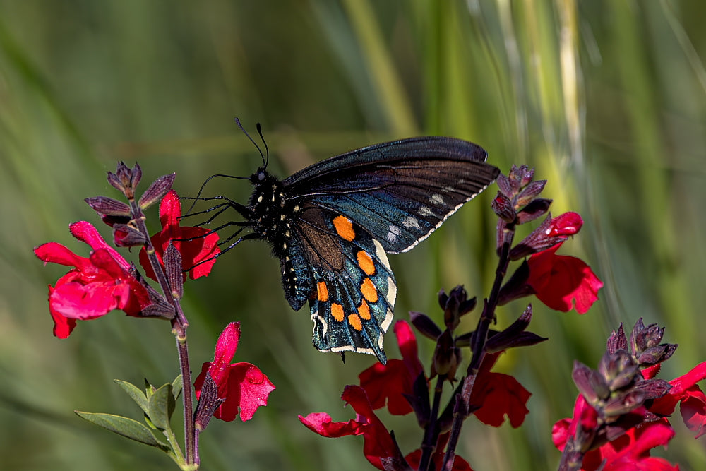 Taste of Spring 12 X 18 Metal Print