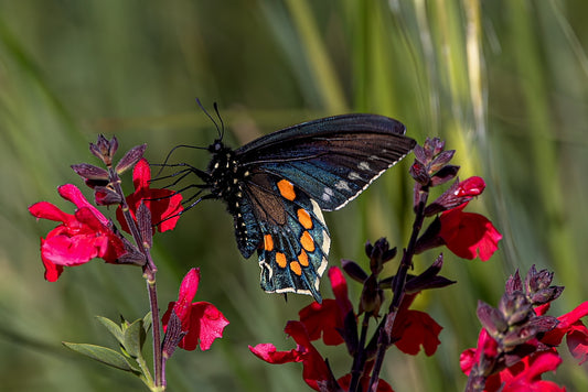 Taste of Spring 12 X 18 Metal Print