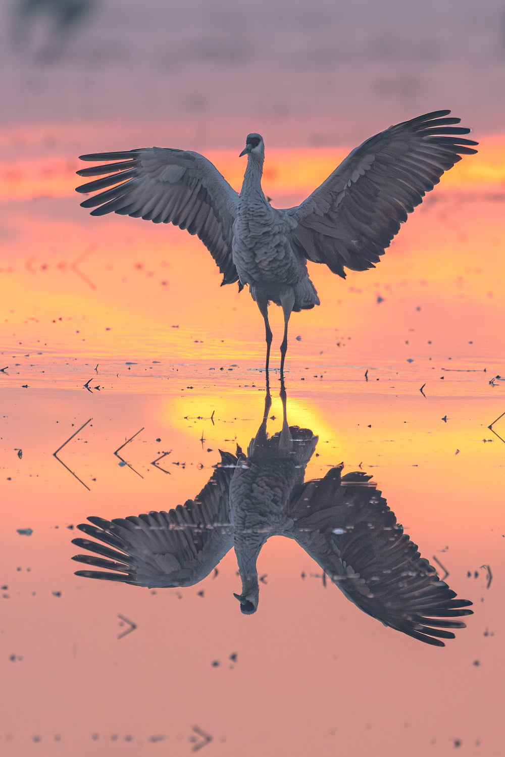 Elegance 12 X 18 Metal Print