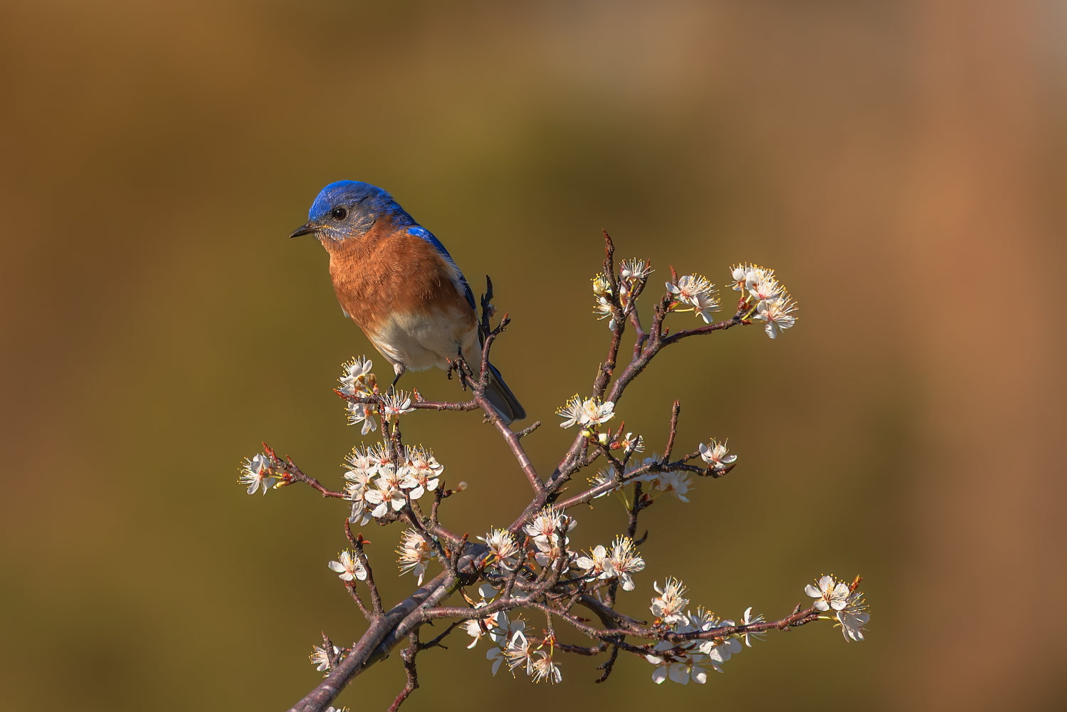 Bluebird Blooms 12 X 18 Metal Print