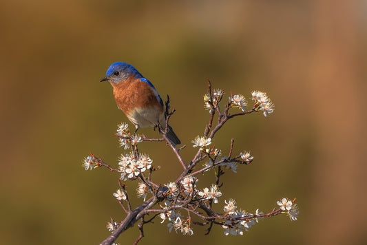 Bluebird Blooms 12 X 18 Metal Print